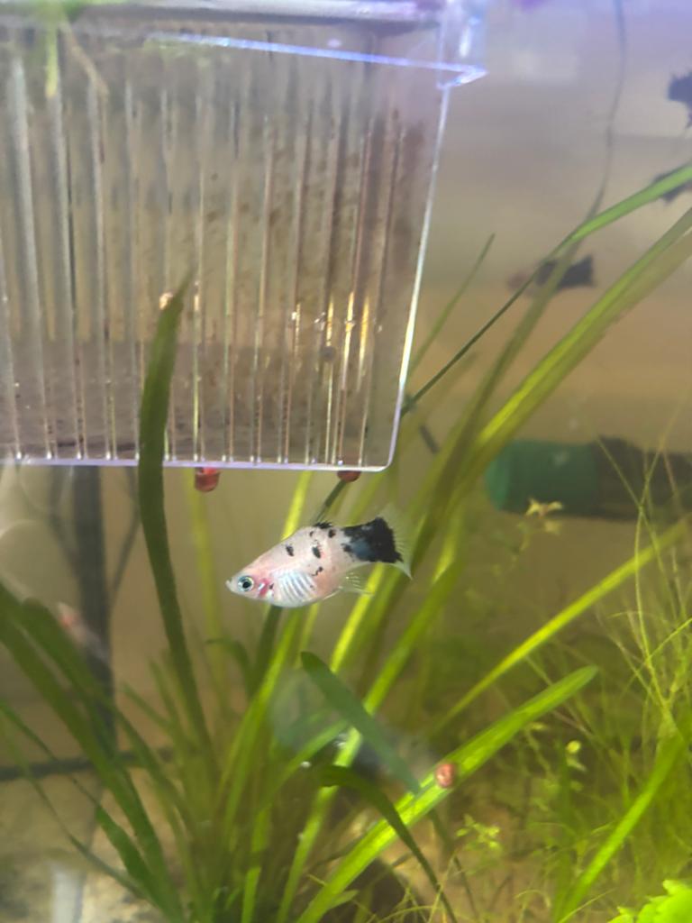 Rasechte Panda Platy’s (Zeldzaam!), Dieren en Toebehoren, Vissen | Aquariumvissen, Vis