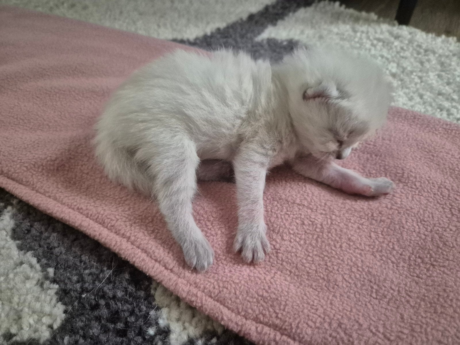 Siamese kittens, Dieren en Toebehoren, Dierenvoeding, Kat, Ophalen