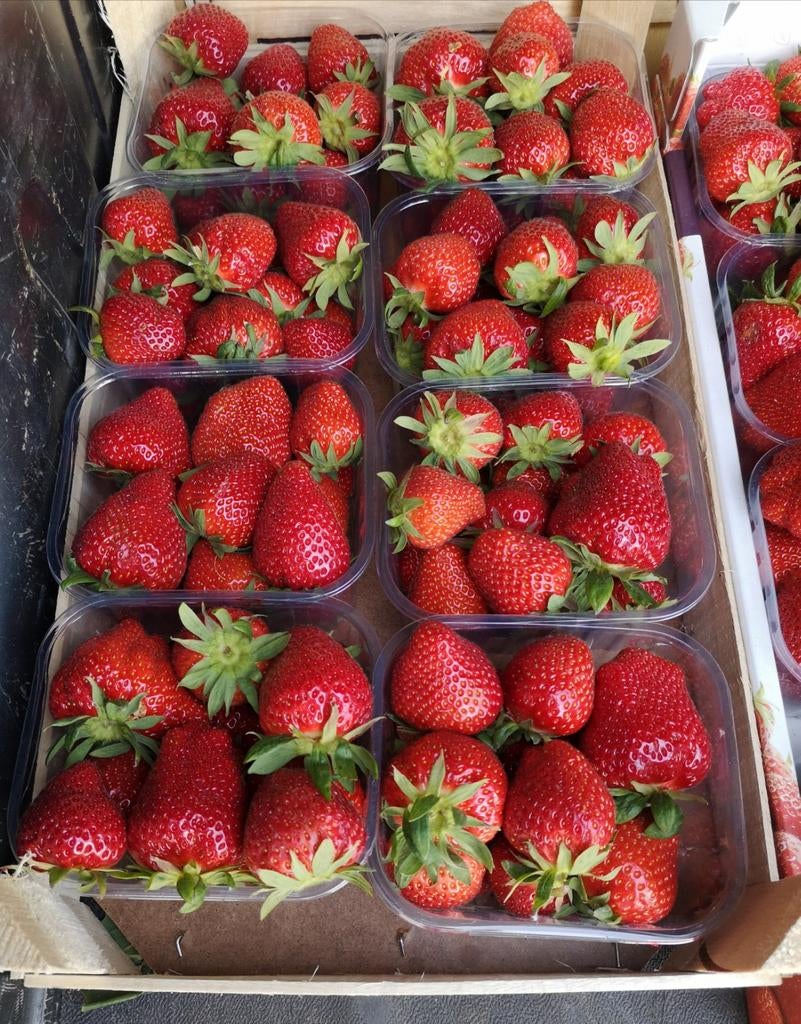 Fraise belge