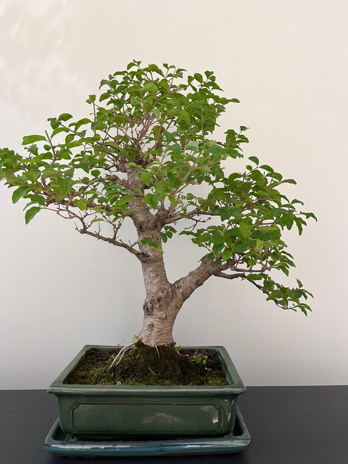 Ligustrum Bonsai, Tuin en Terras, Planten | Bomen, Ophalen