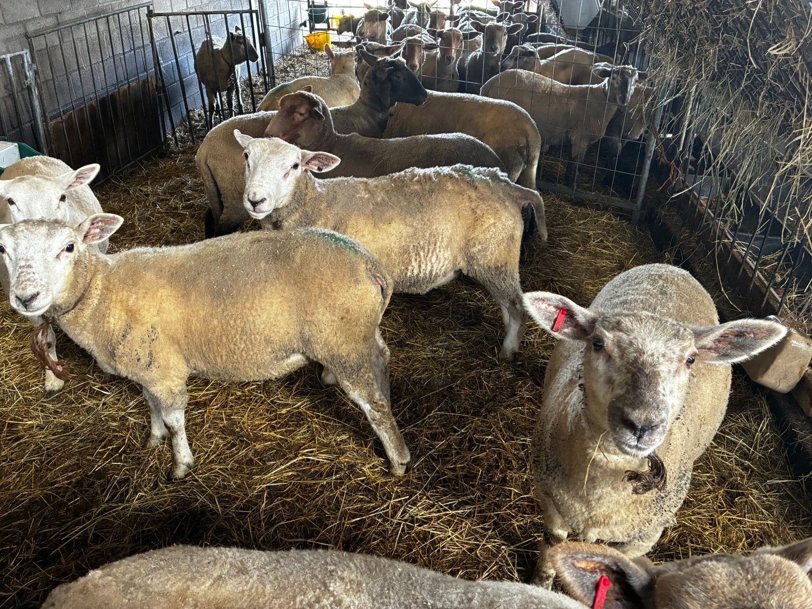 Lammeren voor kweek of slacht, Dieren en Toebehoren, Meerdere dieren, Schaap, 0 tot 2 jaar