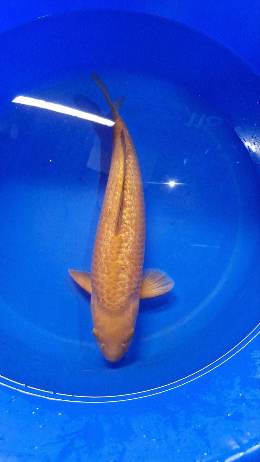 Ginrin chagoi koi, Dieren en Toebehoren, Vissen | Vijvervissen