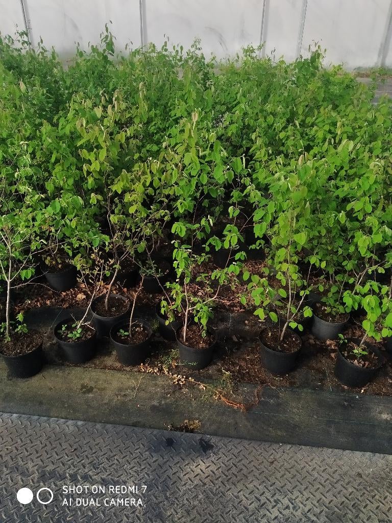 Krentenboompje amelanchier, Halfschaduw, Lente, 100 tot 250 cm, Zuilboom