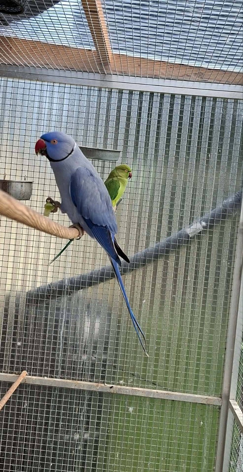 couple reproducteurs perruches à collier, Plusieurs animaux, Perruche, Bagué
