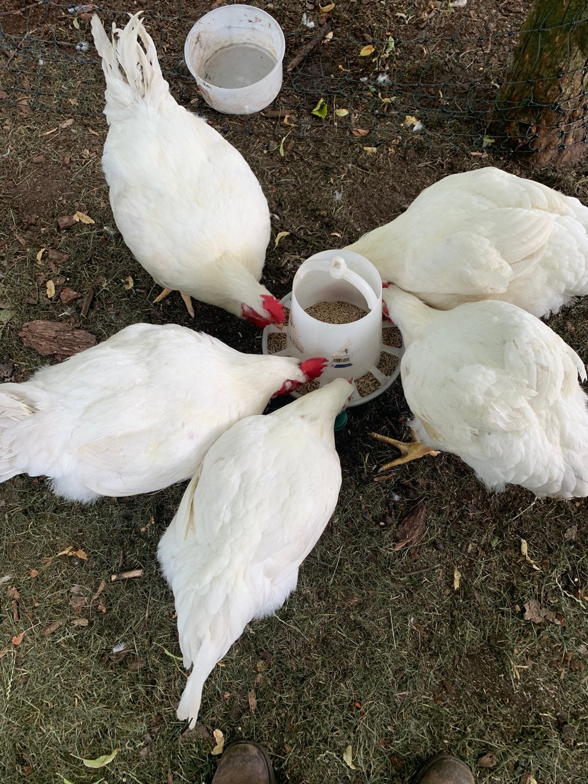 Poulets à griller gras et très bien nourris, Animaux & Accessoires, Poule ou poulet