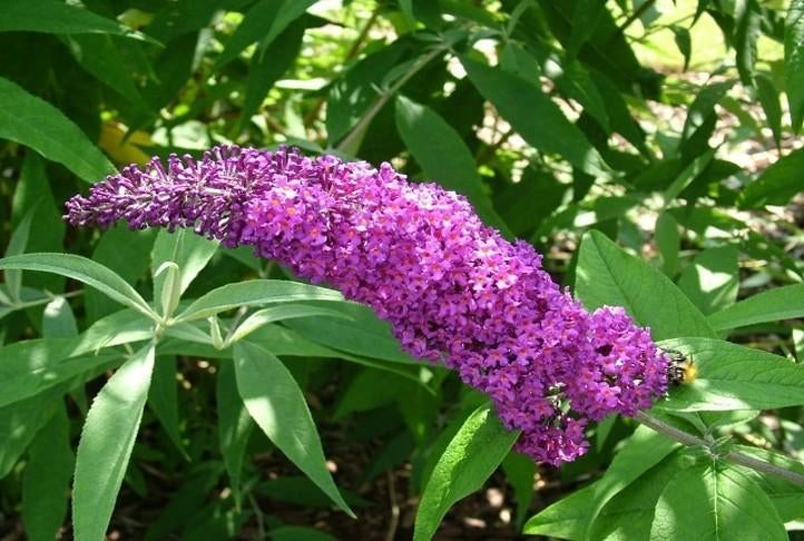 Buddleja davidii  "Border Beauty" (vlinderstruik), Tuin en Terras, Ophalen, Vlinderstruik, Struik, 100 tot 250 cm