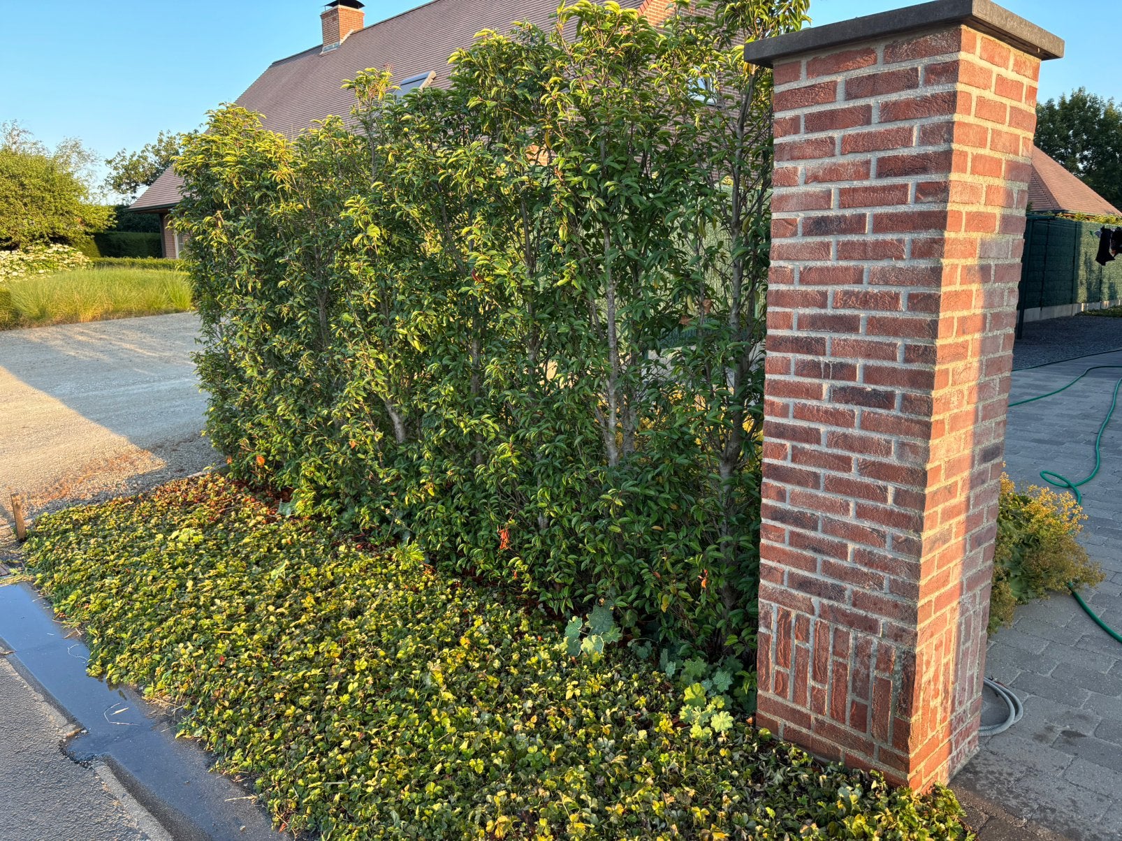 Portugese laurier - Prunus lusitanica, Tuin en Terras, Planten | Struiken en Hagen, Ophalen, Laurier, Haag, 250 cm of meer