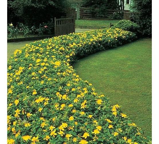 Hypericum calycinum / Herfsthooi p9, Ophalen, Zomer, Vaste plant, Bodembedekkers
