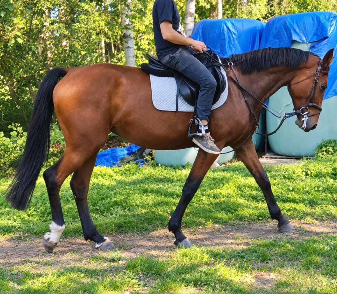 Super brave Zangersheide merrie, Dieren en Toebehoren, Merrie, Springpaard, 3 tot 6 jaar, 165 tot 170 cm