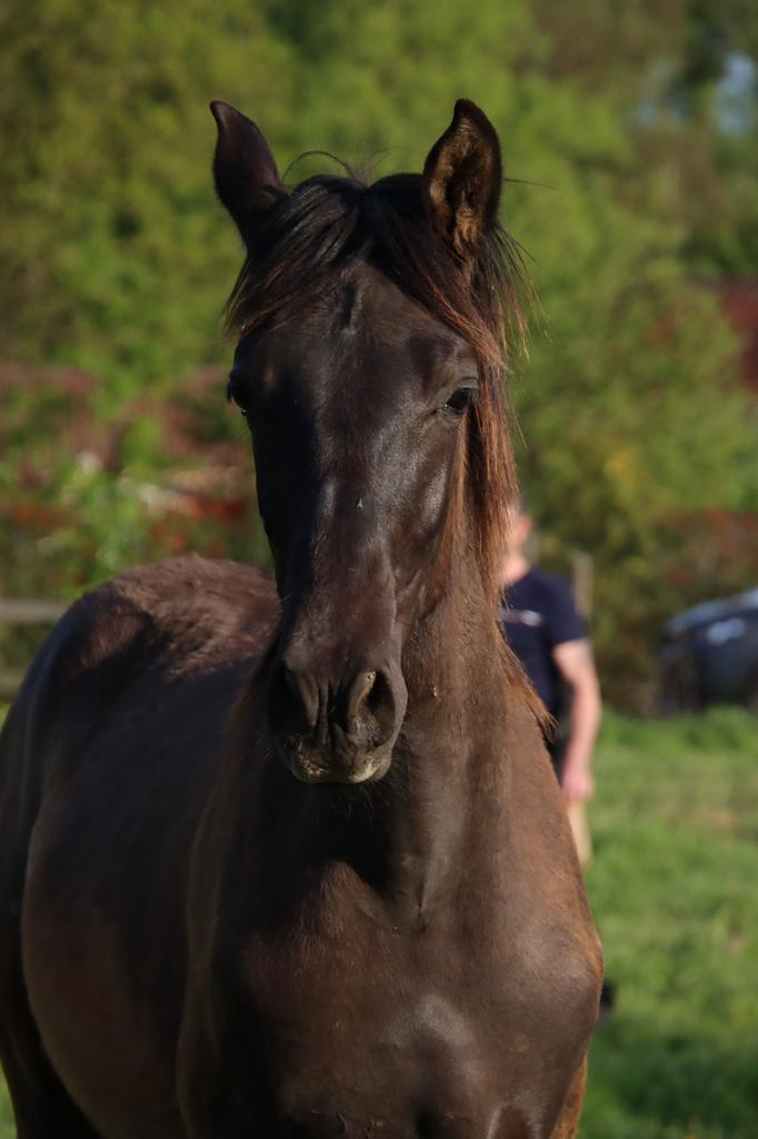 Zwart PRE hengstveulen, Dieren en Toebehoren, Paarden, Hengst, M