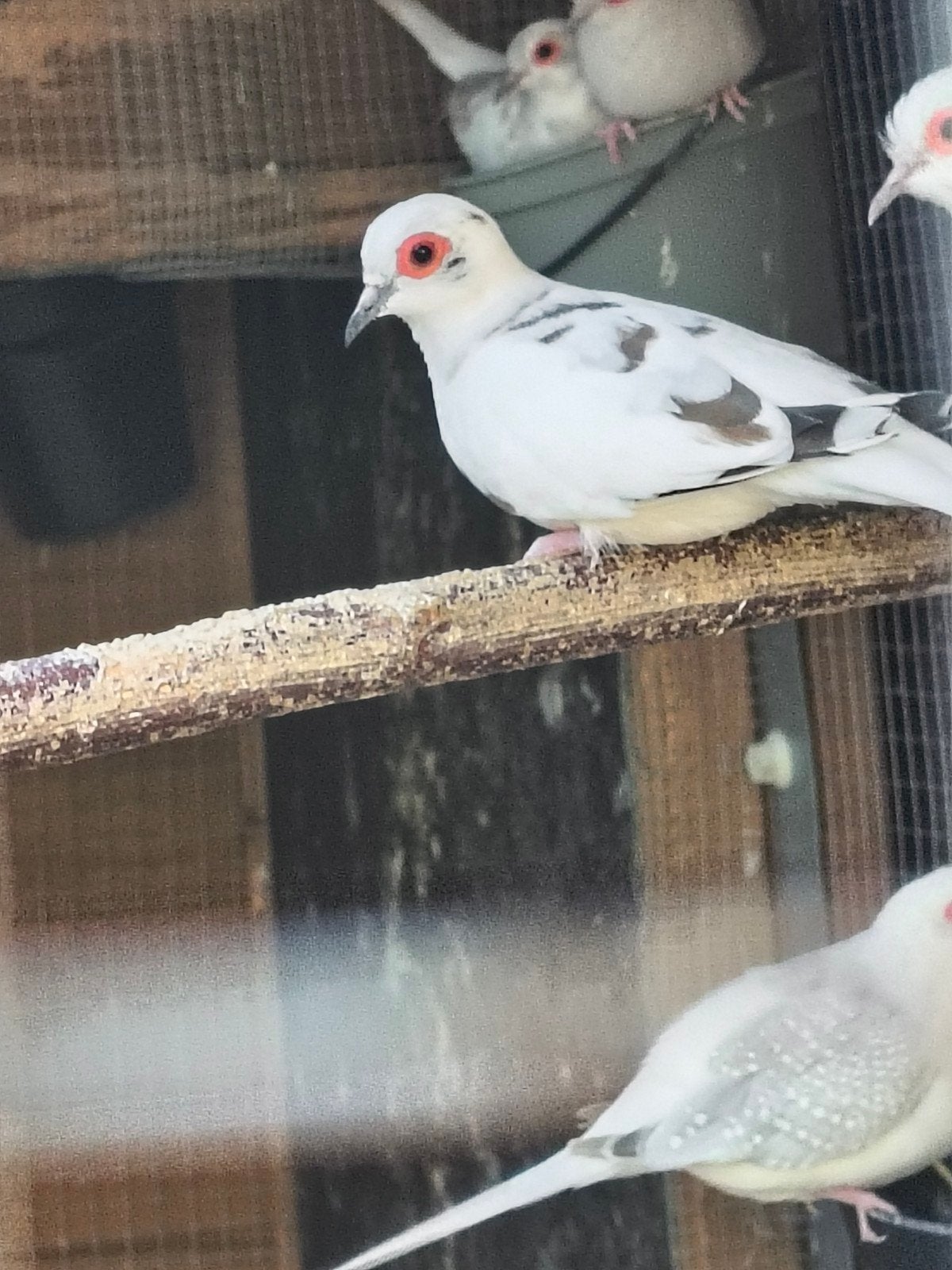 colombe diamant plusieurs mutation, Animaux & Accessoires