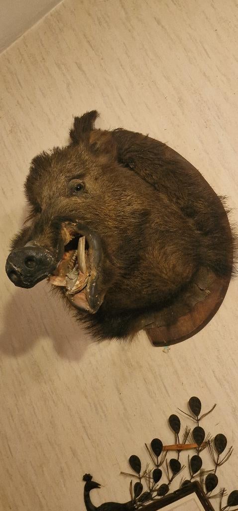 Everzwijn hoofd opgezet, Huis en Inrichting, Ophalen, Decoratieobject, Zo goed als nieuw, Bruin