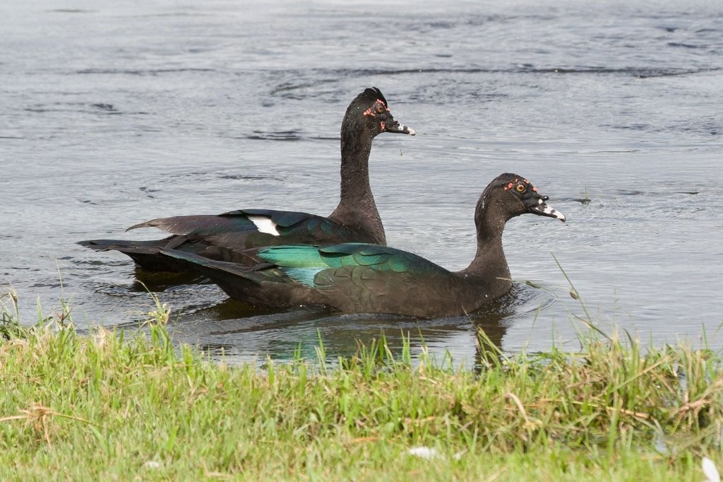 muskuseenden in wildkleur en zwart grijs, Dieren en Toebehoren, Pluimvee