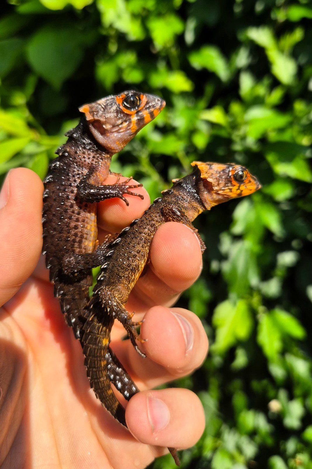 Tribolonotus gracilis (Real Lézard), Animaux & Accessoires, Reptiles & Amphibiens | Accessoires, Neuf, Autres types