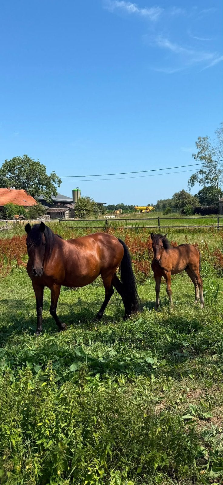 Hengst veulen met moeder te koop, Dieren en Toebehoren