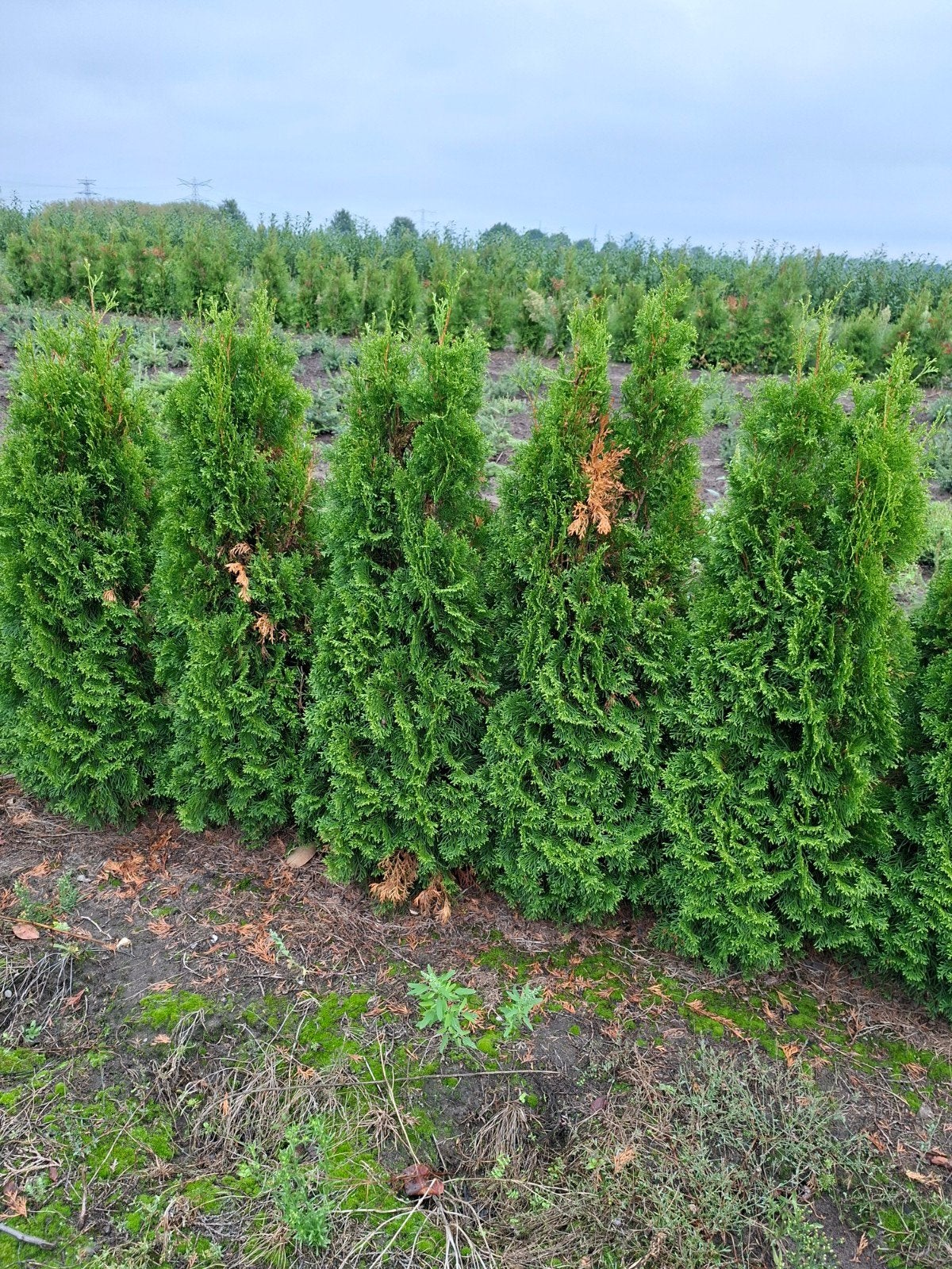 conifeer, thuja occidentalis smaragd, Ophalen of Verzenden, Conifeer