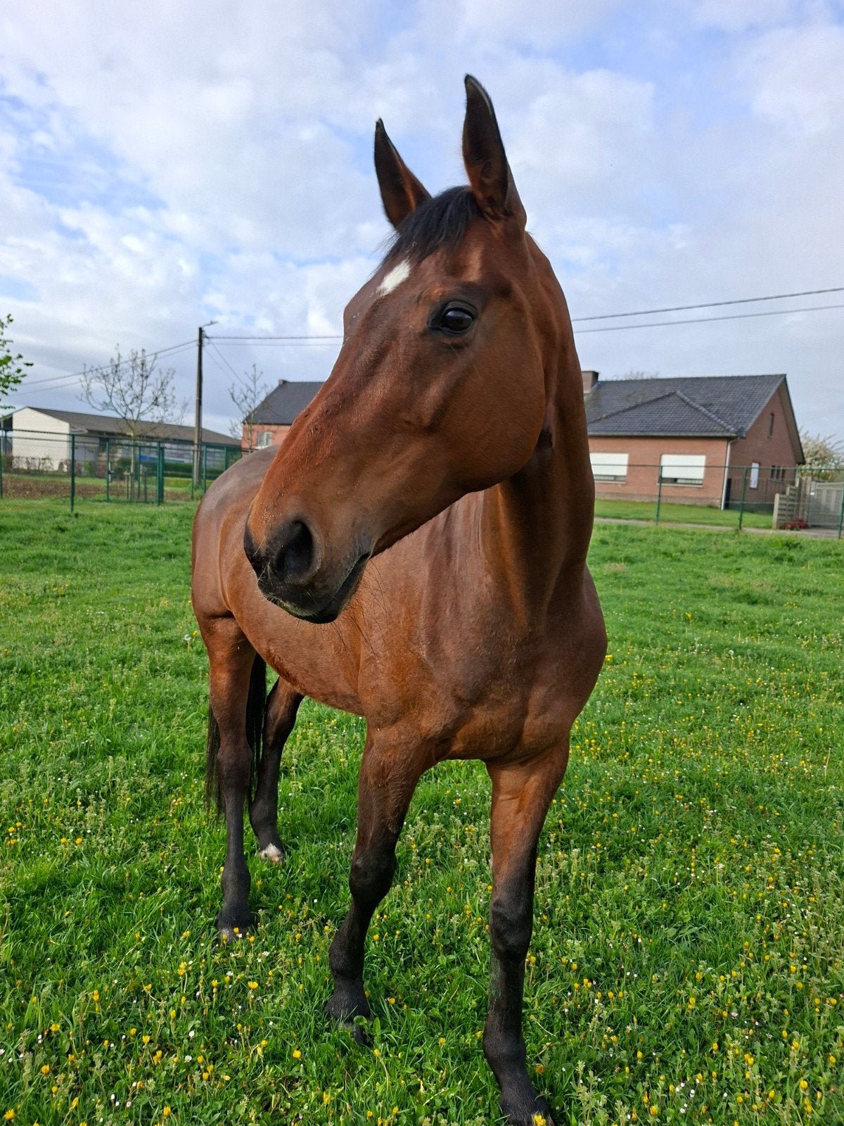 Recreatiepaard, Dieren en Toebehoren, Paarden, Recreatiepaard
