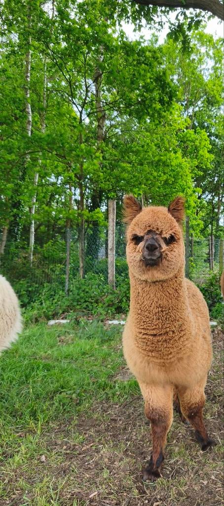 Alpaca hengstje te koop, Dieren en Toebehoren, Juli, Mannelijk