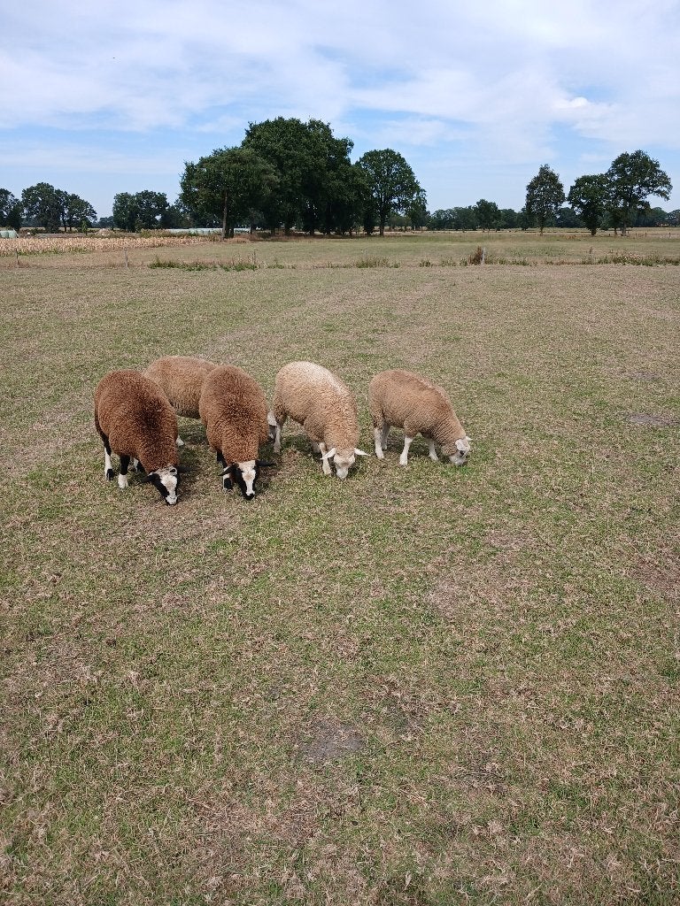 schapen, Dieren en Toebehoren, Schapen, Geiten en Varkens, Meerdere dieren, Schaap, 0 tot 2 jaar