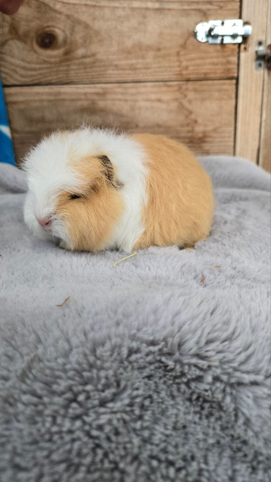Ch teddy cavia zeugje x beertje, Dieren en Toebehoren, Knaagdieren, April, Cavia