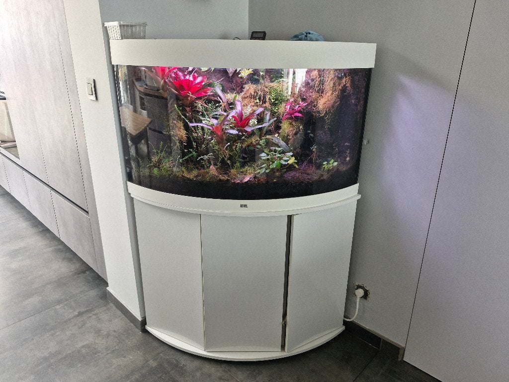 vivarium met bijengifkikker, Dieren en Toebehoren, Amfibie, Met terrarium