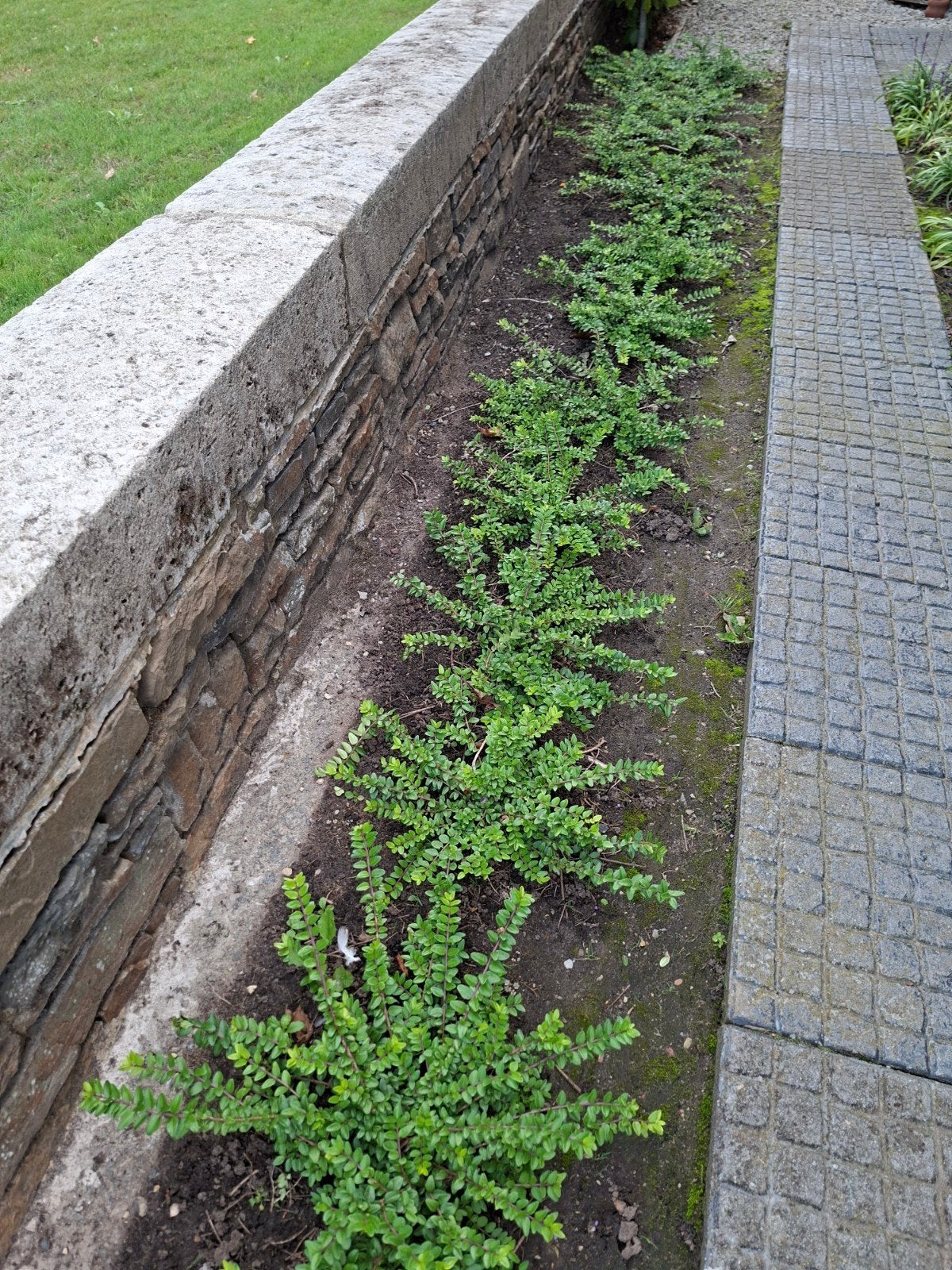 Lonicera, Jardin & Terrasse, Enlèvement