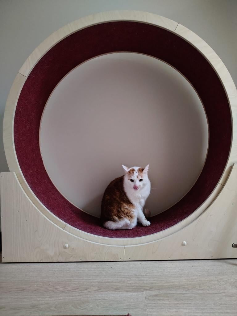 Loopwiel katten, Animaux & Accessoires, Jouets pour chats, Enlèvement, Utilisé, Autres jouets