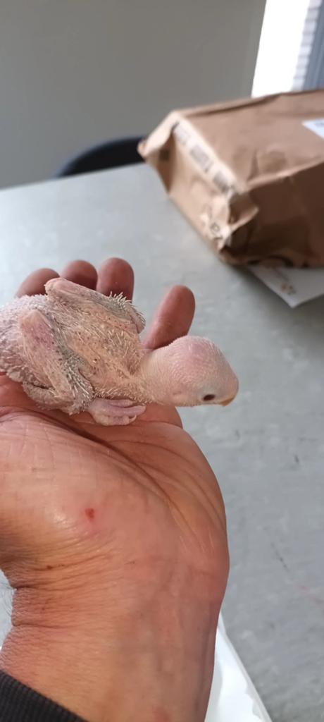 Laatste halsbandparkiet lacewing, Dieren en Toebehoren