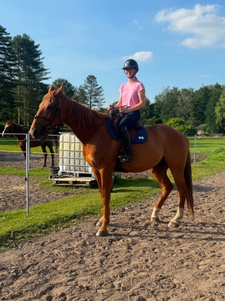 Recreatiepaard te koop, Hongre, 165 à 170 cm, Cheval de récréation, 3 à 6 ans