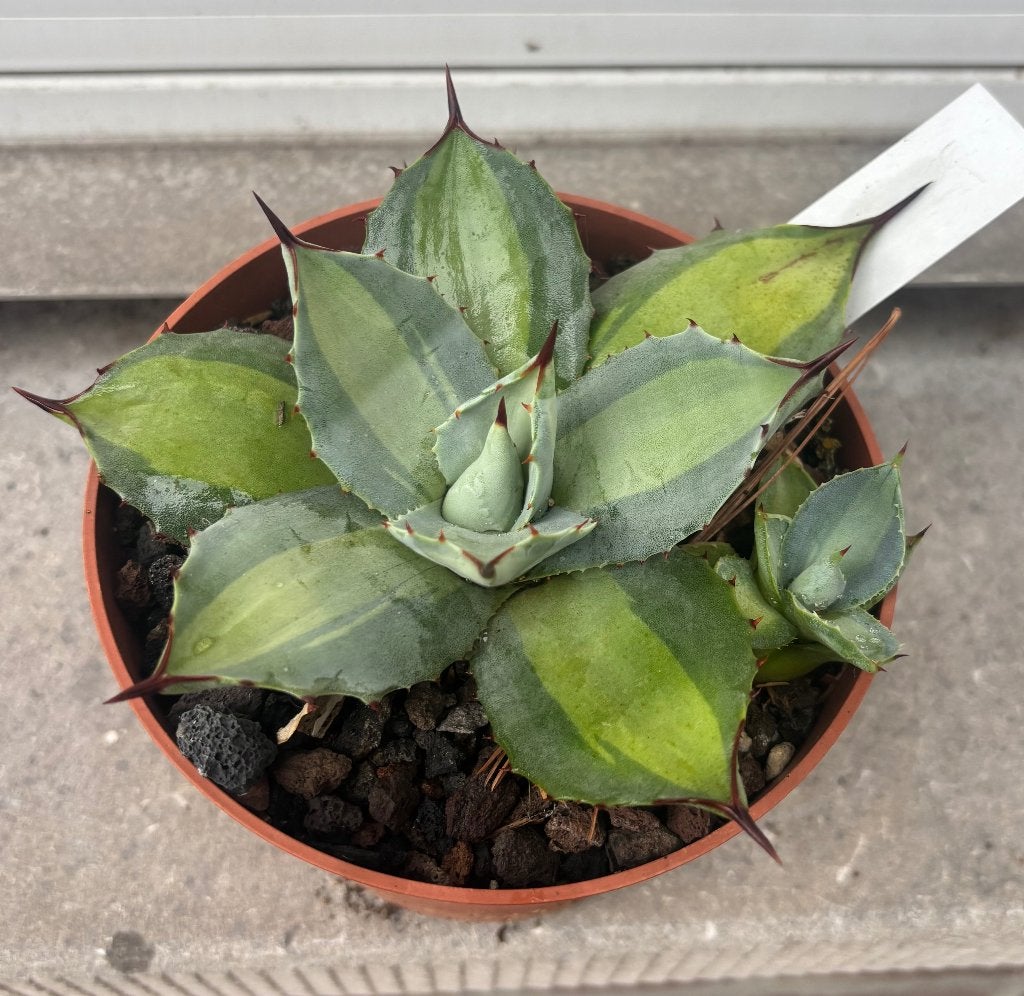 Agave parryi excelsior, Ophalen of Verzenden, Vaste plant, Overige soorten, Volle zon