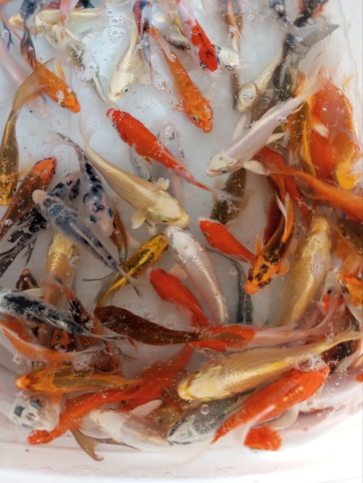 Koi en vlinder koi 10/12 cm