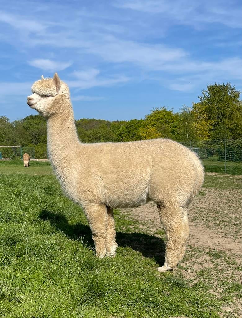 Prachtige jonge stamboek alpaca merrie te koop, Octobre, Femelle