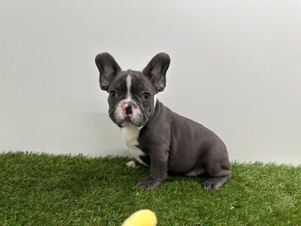 Franse Bulldog pups