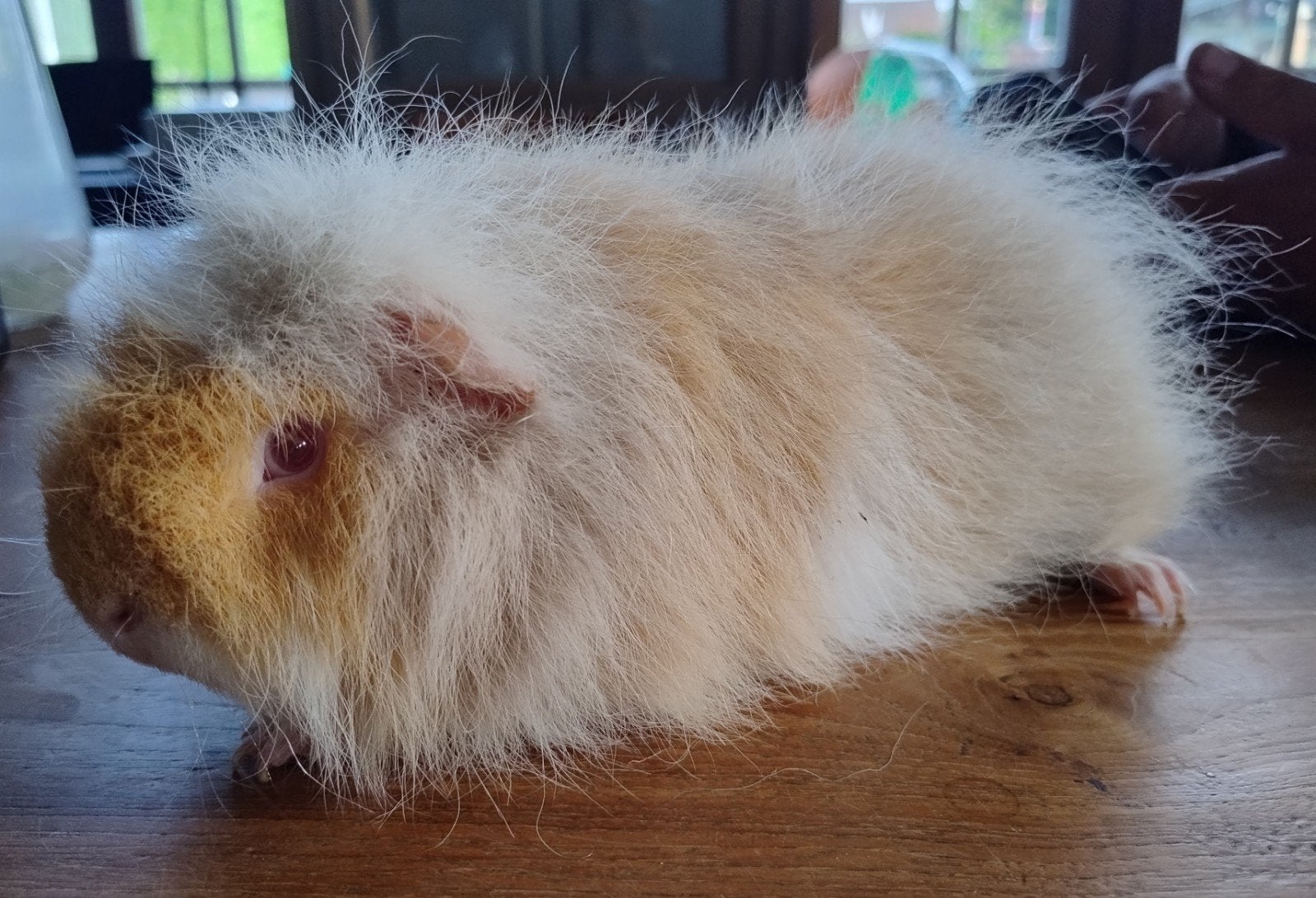 Ch Teddy beer, Dieren en Toebehoren, Knaagdieren, Mannelijk, Cavia, Augustus, Tam