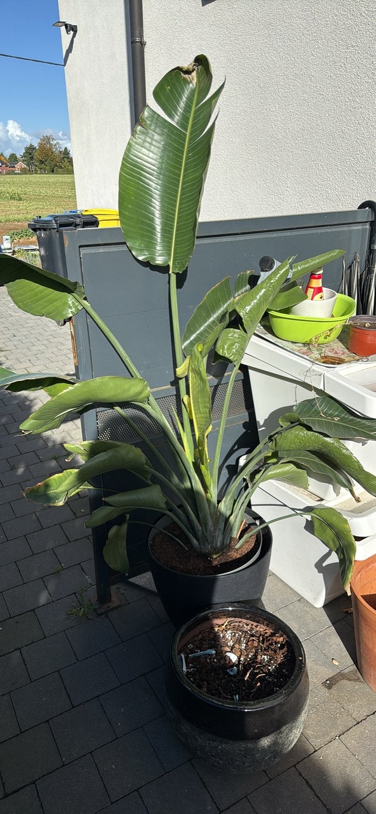 Un peu de tout, Tuin en Terras, Eenjarig, Halfschaduw, Lente, Ophalen