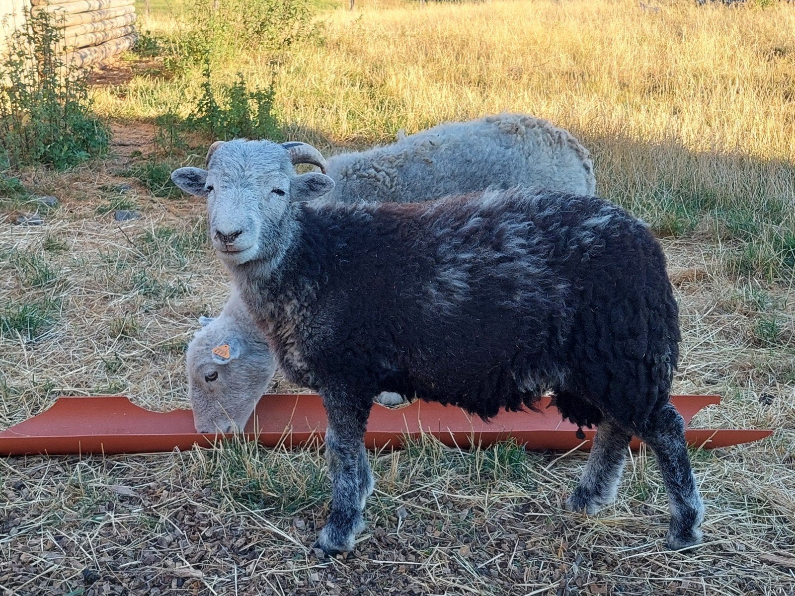 Aries Herdwick maart 2026, Mannelijk, Schaap, 0 tot 2 jaar