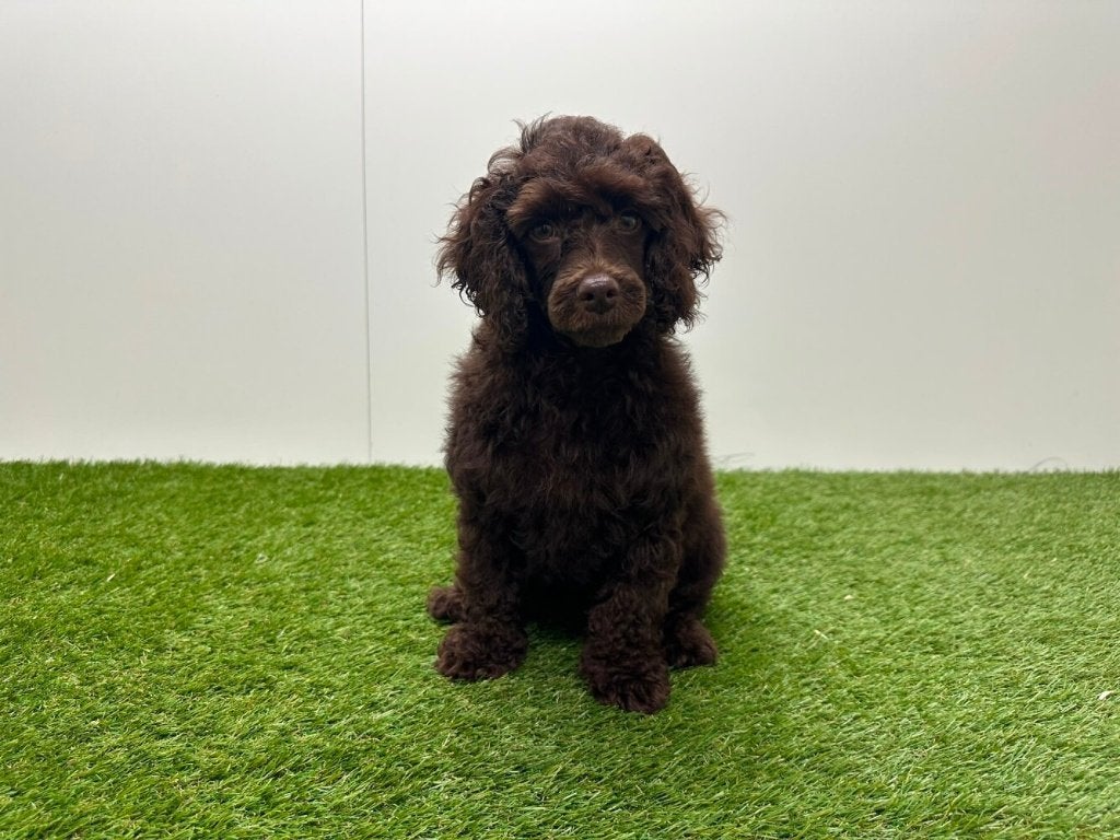 Dwergpoedel pup