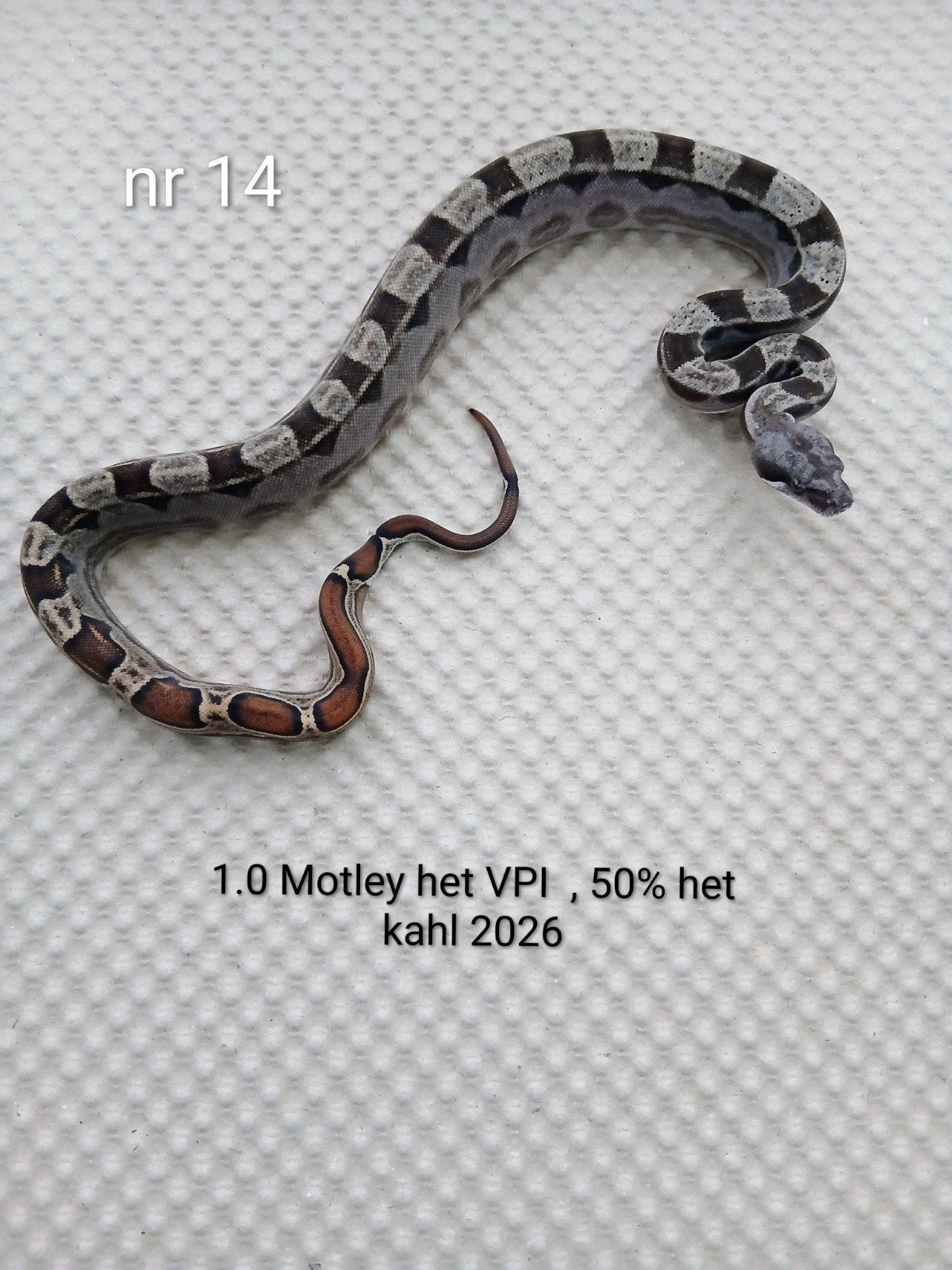 2.0 Boa Bicu NK 2026, Animaux & Accessoires, Reptiles & Amphibiens, Serpent, Domestique, 0 à 2 ans