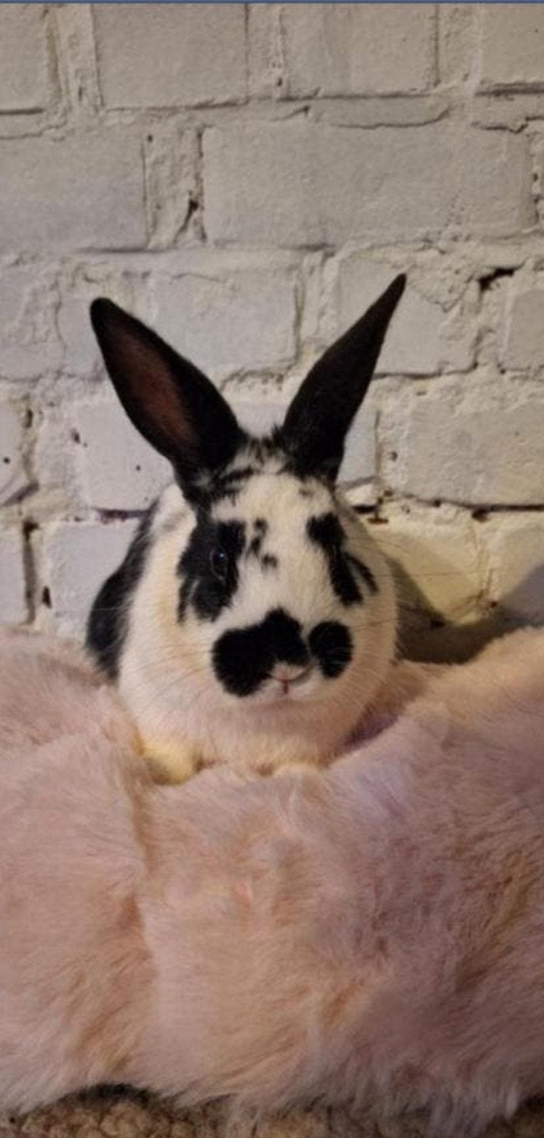 Lieve konijntjes rammen, Dieren en Toebehoren, Konijnen, Mannelijk, Hangoor, 0 tot 2 jaar