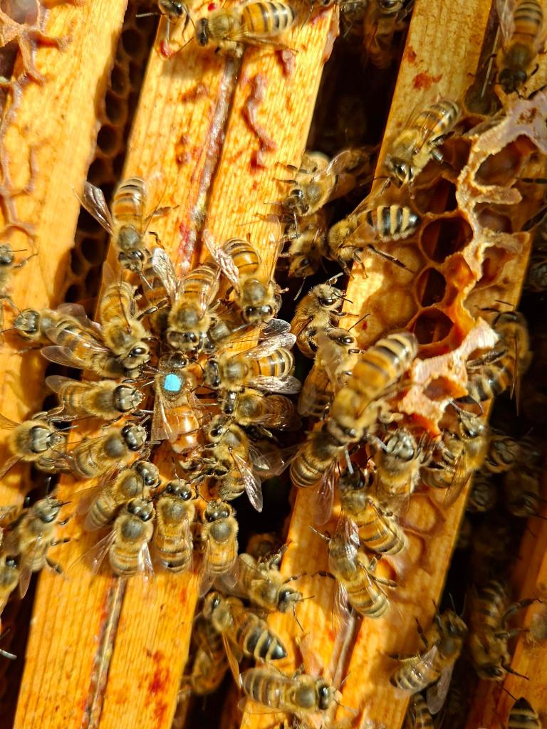 bijenvolken te koop, Bijen
