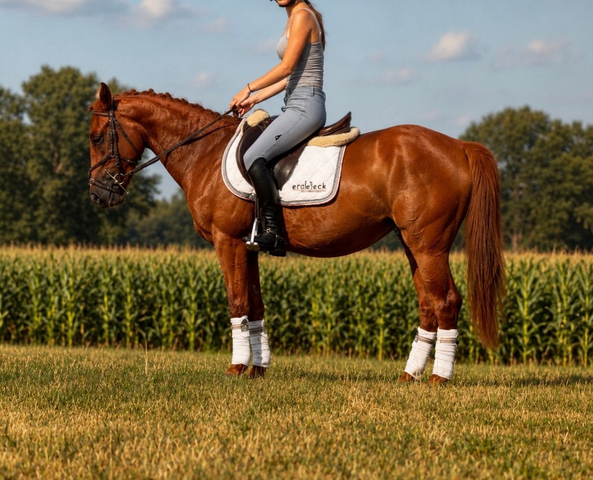 Hele brave D pony merrie, Merrie, Met stamboom, 3 tot 6 jaar, L