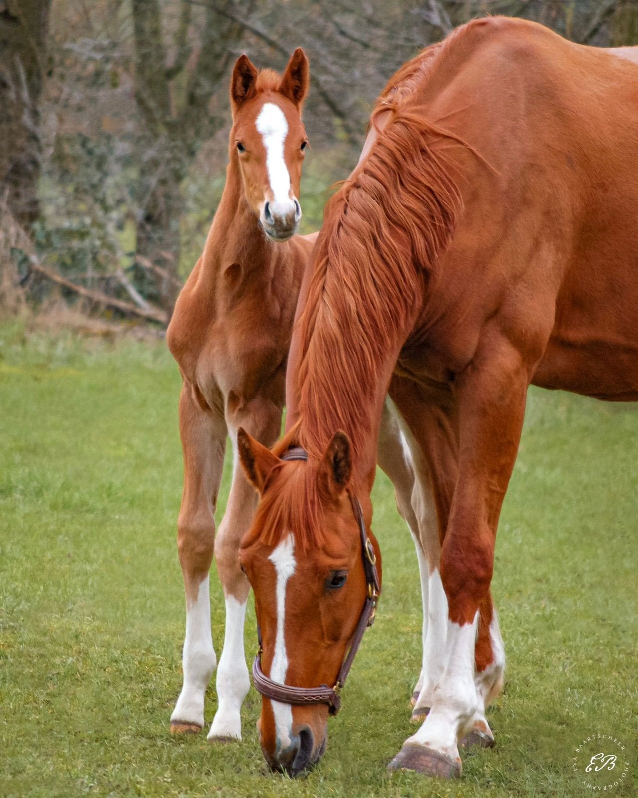 Fokmerrie (springpaard) te koop, Dieren en Toebehoren, Overige Dieren, Vrouwelijk, Mei