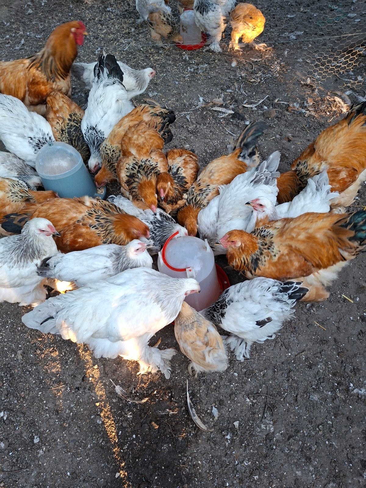 Brahma groothoender hanen, Dieren en Toebehoren, Pluimvee