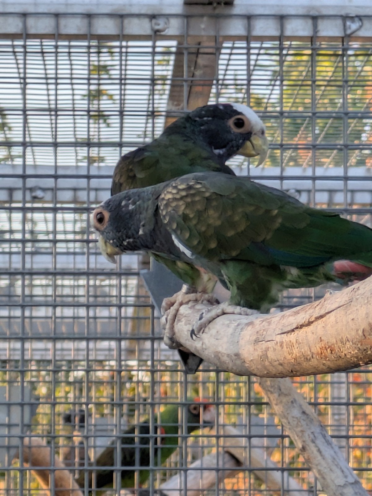1-1 Pionus Senilis, Plusieurs animaux, Perroquet, Bagué