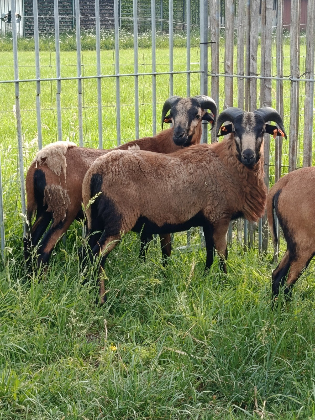 Kameroen ram