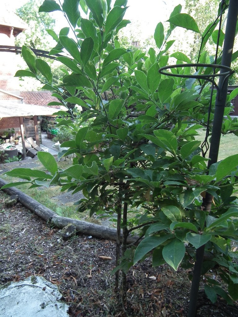 Magnolia étoilé nain, idéal pour les terrasses & les balcons, Enlèvement, Autres espèces, Arbuste