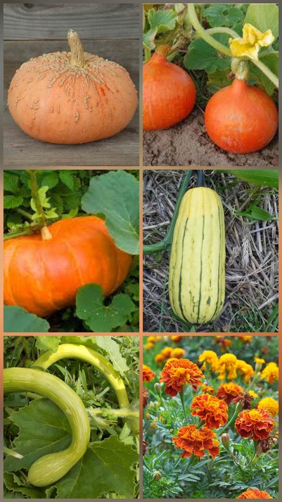 Laatste planten pompoen/pompoen/courgettes/goudsbloemen, Tuin en Terras, Planten | Tuinplanten, Ophalen, Eenjarig, Groenteplanten