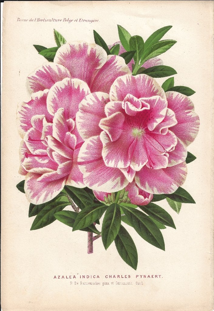 Chromolithographie botanique 1900 -1912 Azalée, Enlèvement ou Envoi, Avant 1940, Gravure, Nature