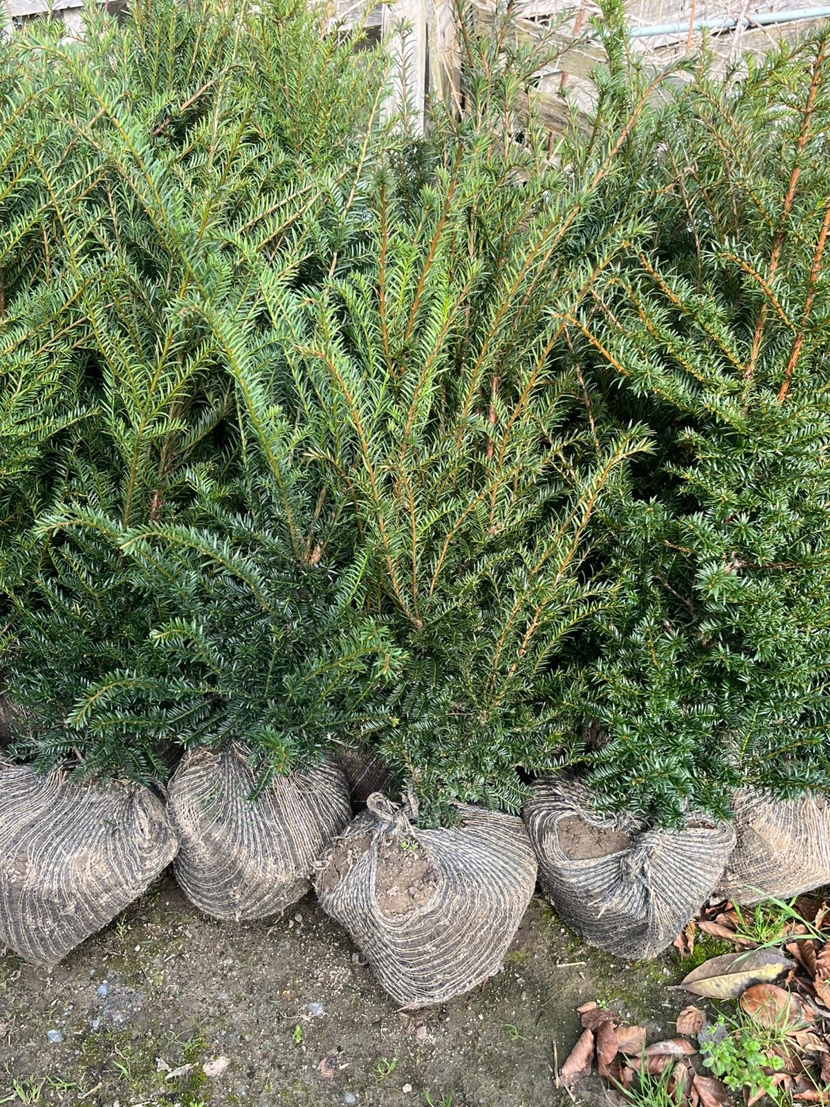 Plantes de haie, if, Jardin & Terrasse, Enlèvement ou Envoi