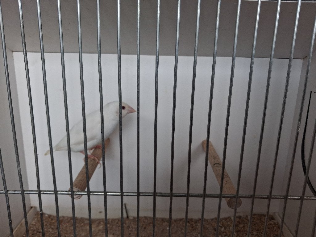 Albino gouldamadine, Vrouwelijk, Tropenvogel